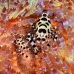 shrimp_coleman_bhr_tam_v_0518_bal6474.jpg